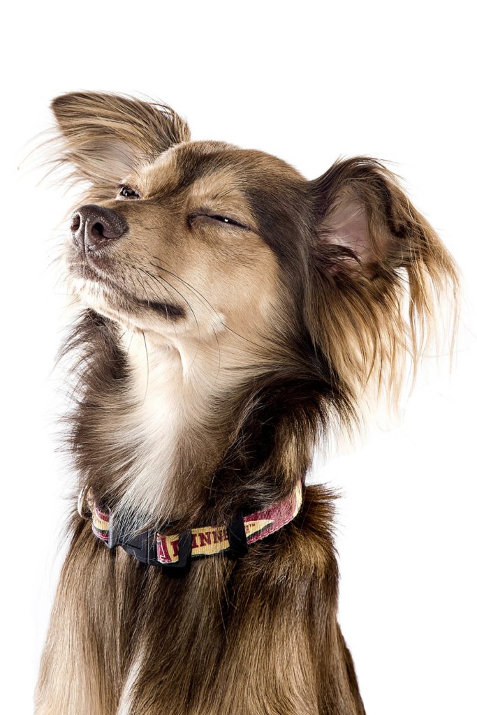 Small dog with eyes close